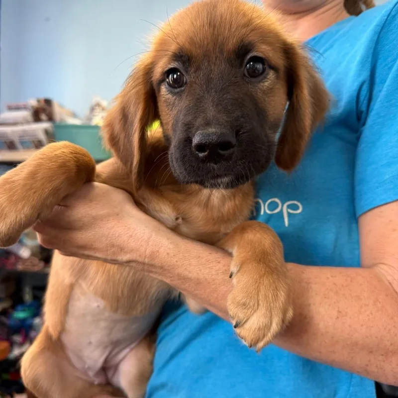 A baby small-sized female Brown / Chocolate Mixed Breed dog named Spice for adoption in Wahiawa, HI