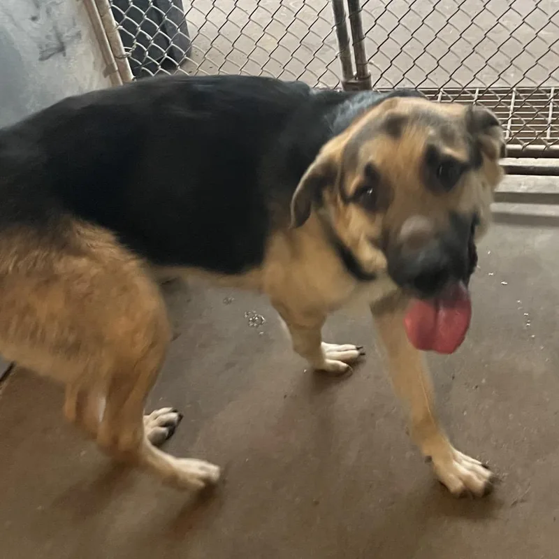 An adult large-sized male Black Shepherd dog named Jet for adoption in Edinburg, TX
