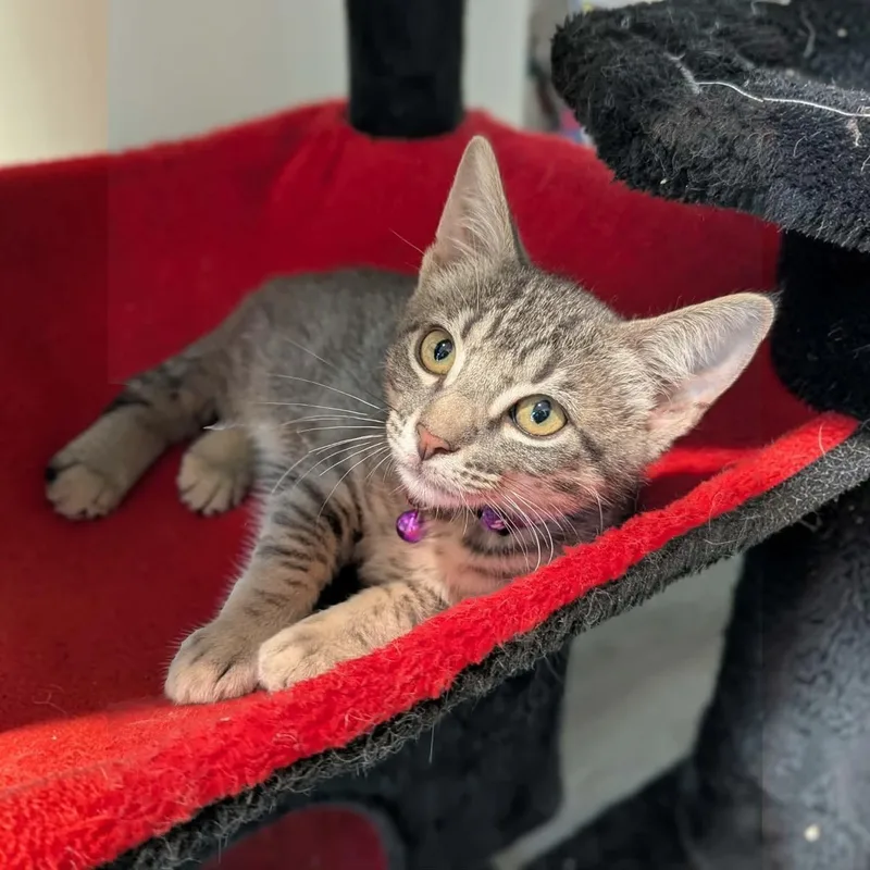 A baby medium-sized male White Domestic Short Hair cat named Riddler for adoption in Fort Worth, TX