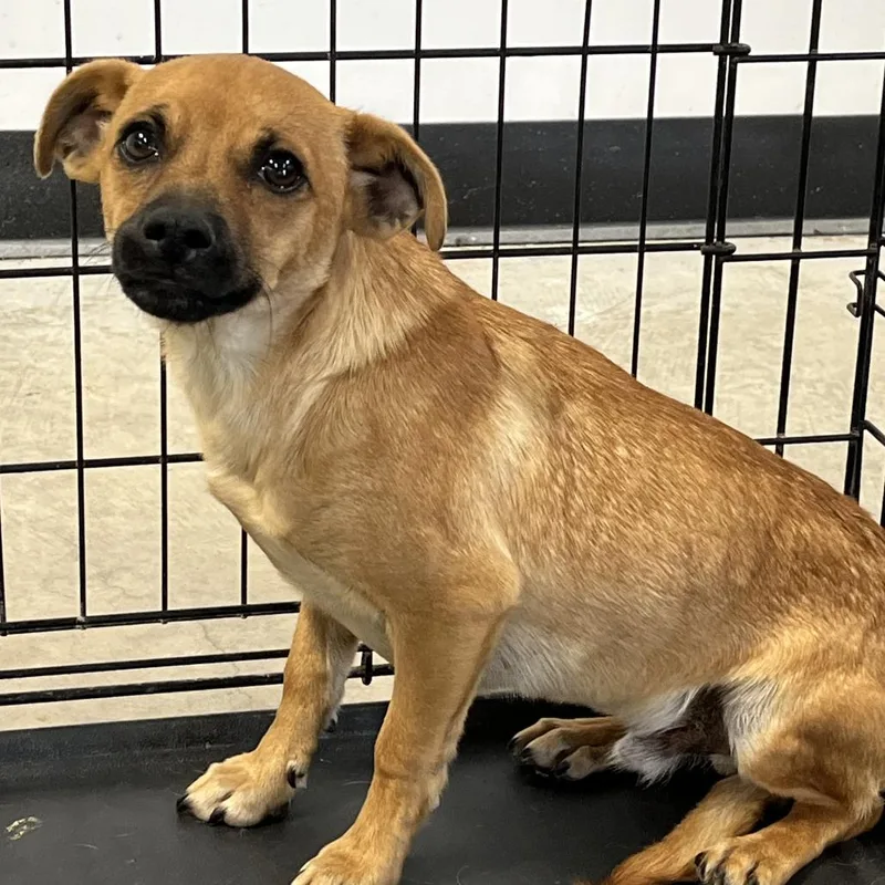 A young small-sized male Yellow / Tan / Blond / Fawn Mixed Breed dog named Winston for adoption in San Francisco, CA