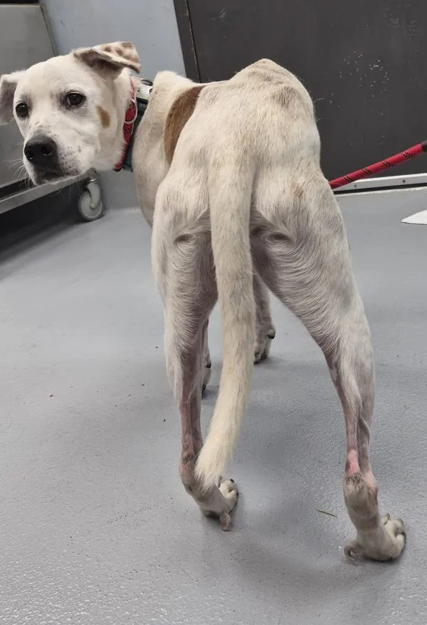 Vc Fedele thumbnail 2