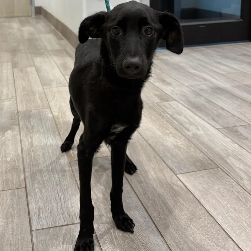 A young small-sized male Black Whippet dog named Putter for adoption in Calverton, NY