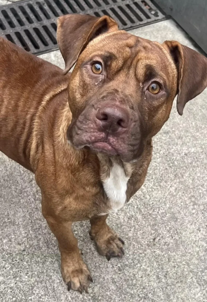 An adult medium-sized male Red / Chestnut / Orange Pit Bull Terrier dog named Elrod for adoption in Chicago, IL