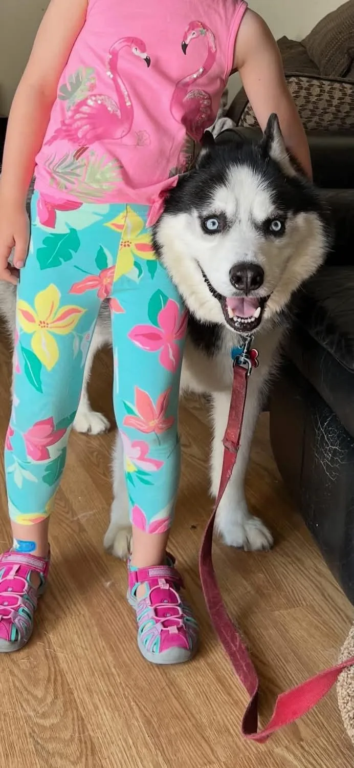A senior large-sized male Husky dog named Shadow for adoption in Bayport, NY