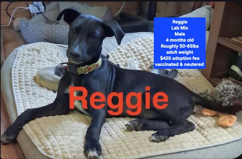 A baby medium-sized male Black Labrador Retriever dog named Reggie for adoption in Oviedo, FL