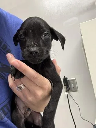 A baby small-sized male Pit Bull Terrier dog named Aero for adoption in Pequot Lakes, MN