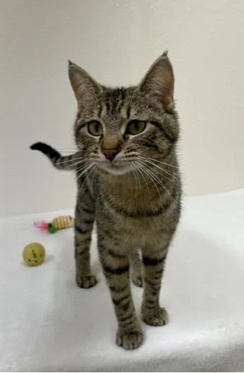 An adult medium-sized female Tabby (Brown / Chocolate) Domestic Short Hair cat named Roomba for adoption in Red Wing, MN