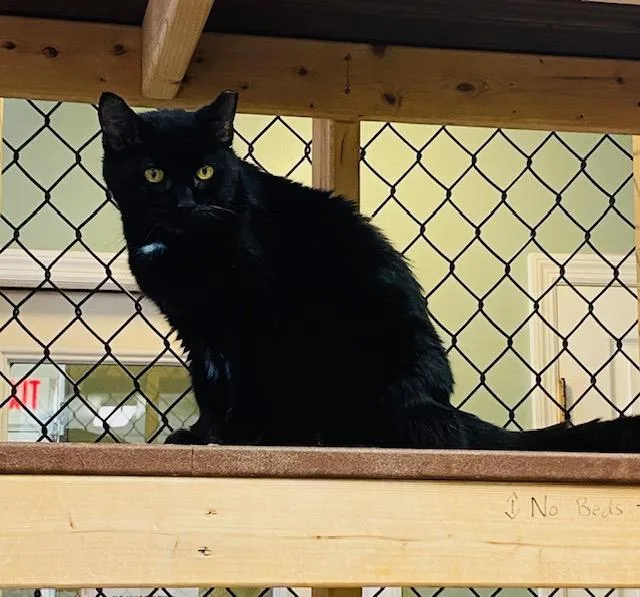 An adult medium-sized male Domestic Short Hair cat named Tobias for adoption in Beacon, NY