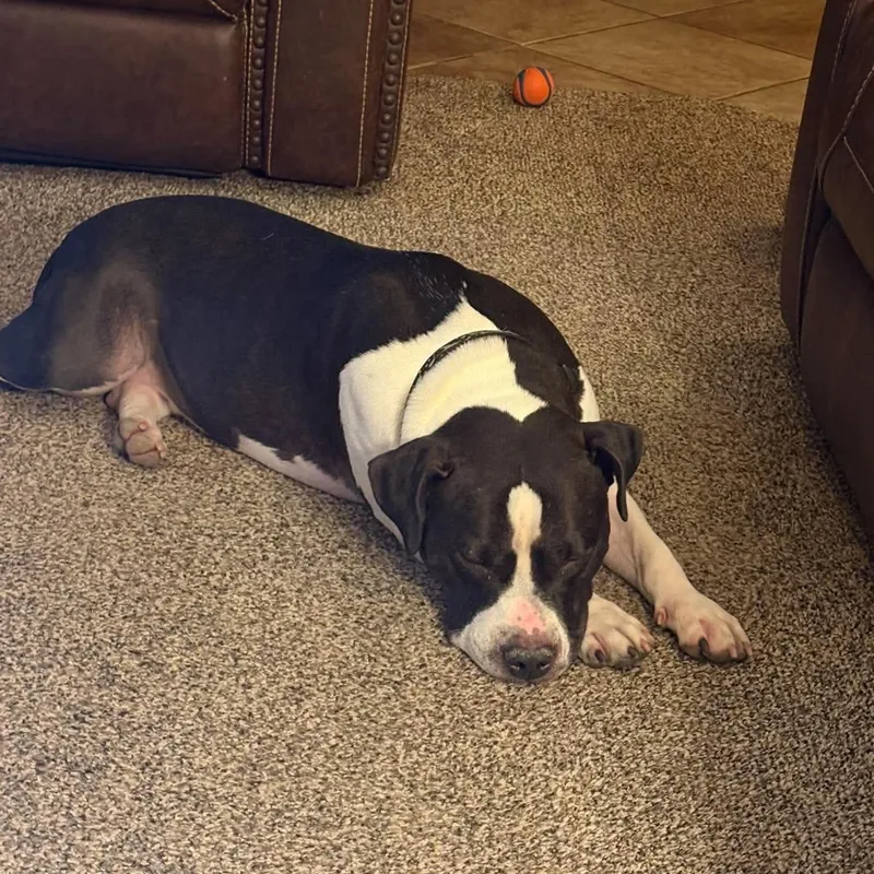 An adult large-sized male Pit Bull Terrier dog named Eddie for adoption in Phoenix, AZ