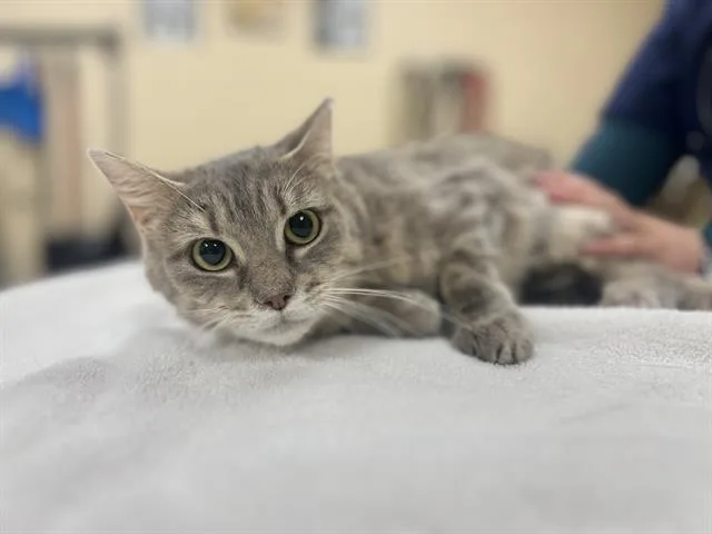 A young small-sized female Domestic Short Hair cat named Yara for adoption in Aliquippa, PA