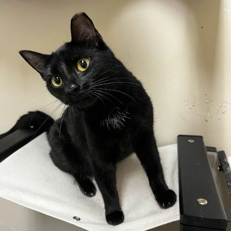 An adult medium-sized female Black Domestic Short Hair cat named Brunhilda for adoption in Medina, OH