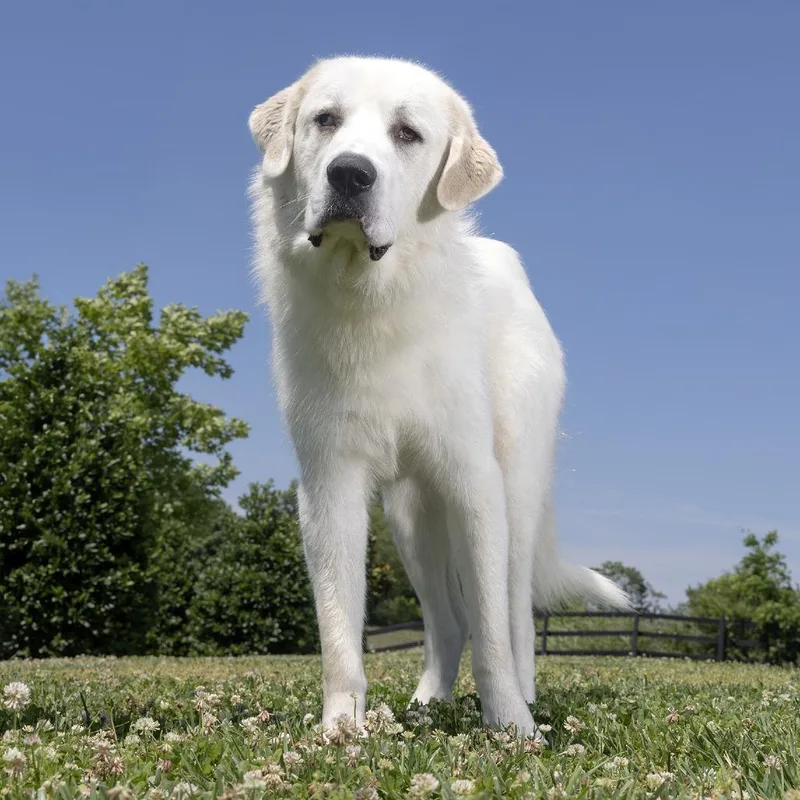 An adult extra large-sized male White / Cream Great Pyrenees dog named Yukon for adoption in Franklin, TN