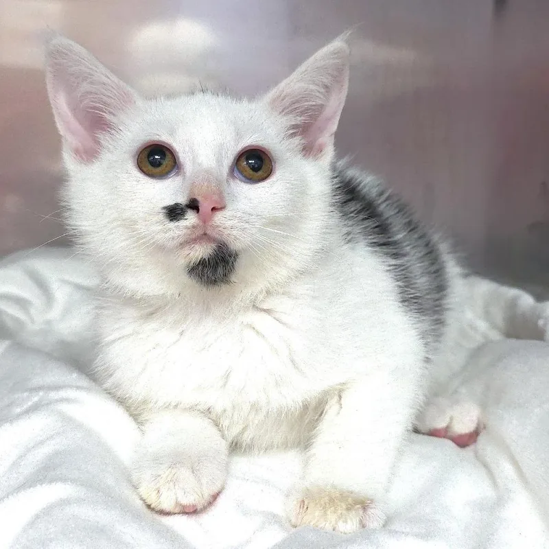 A baby small-sized female Torbie Domestic Short Hair cat named Rainy for adoption in Michigan City, IN