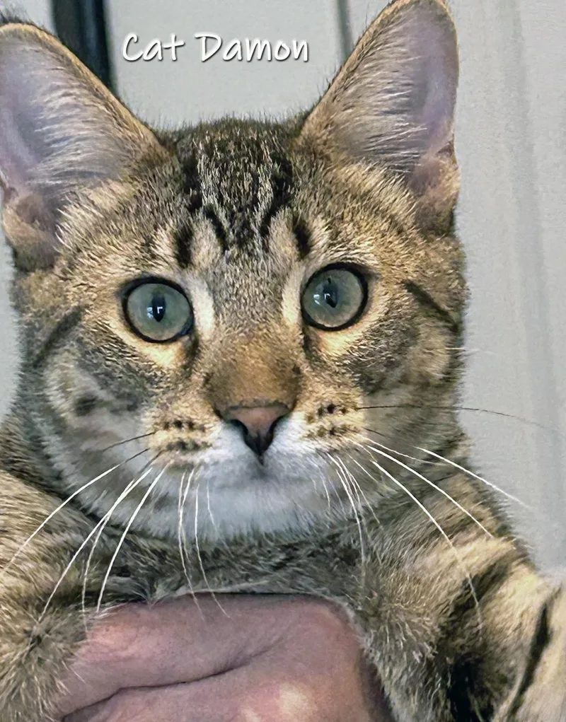 Cat Damon