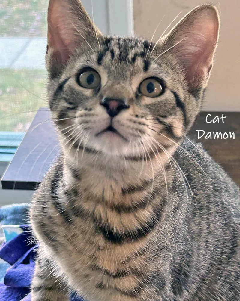 Cat Damon thumbnail 2