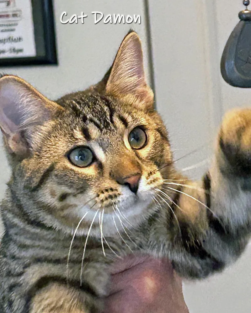 Cat Damon thumbnail 3