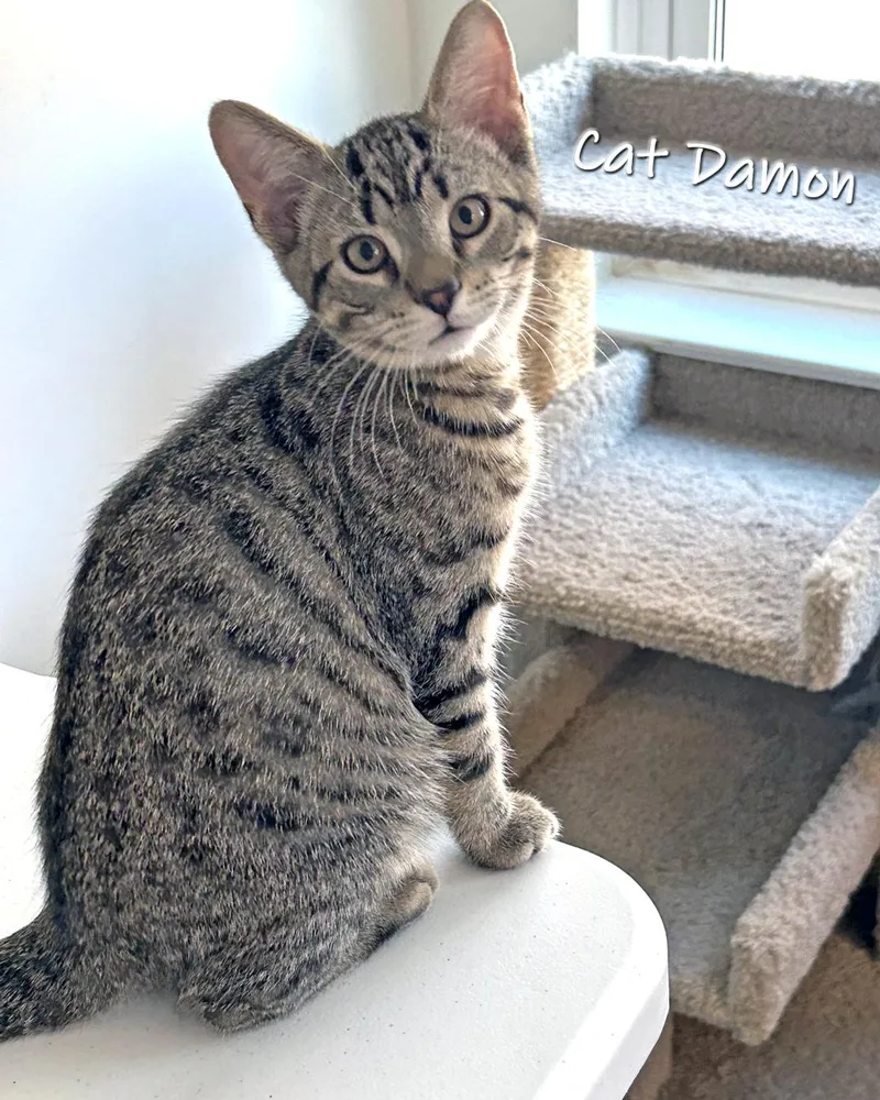 Cat Damon thumbnail 4