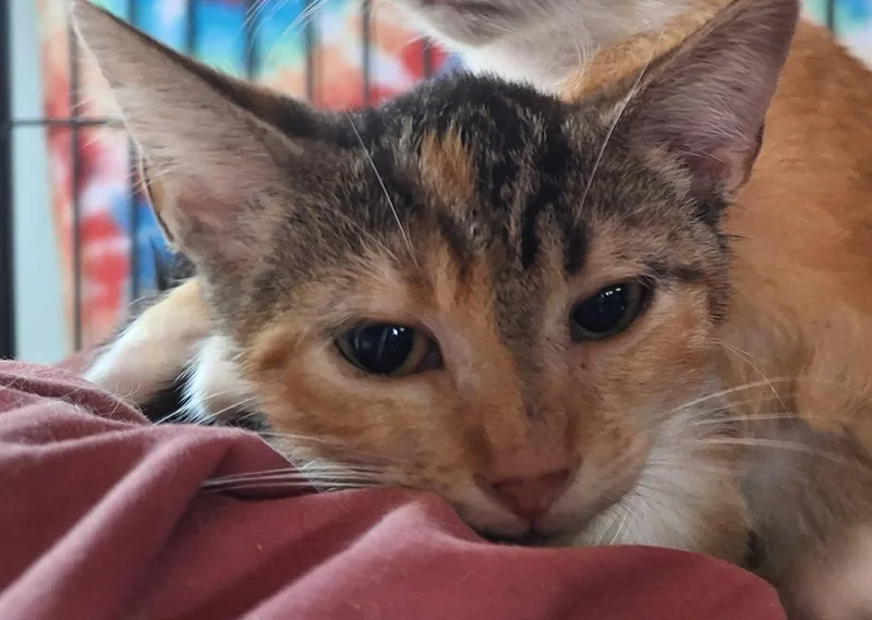 A baby medium-sized female Torbie Domestic Short Hair cat named Vivian for adoption in Richmond, VA