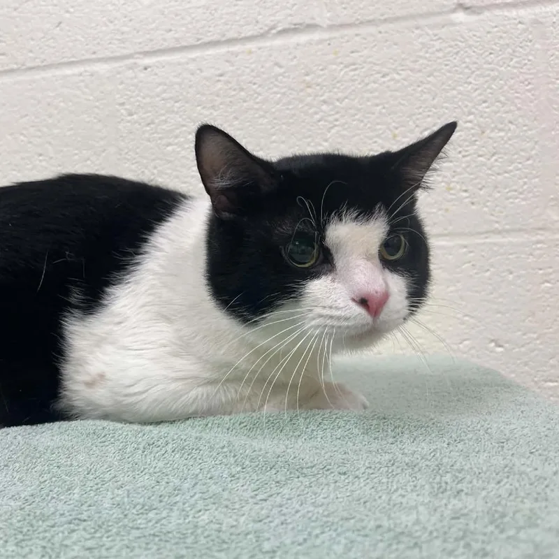 A young medium-sized male Black Domestic Short Hair cat named Hobnob for adoption in Lyndhurst, VA