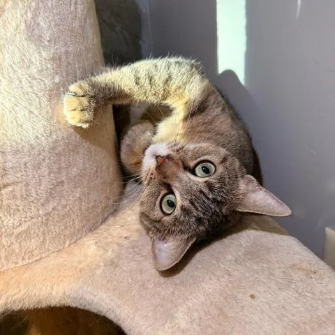 An adult medium-sized female Brown / Chocolate Domestic Short Hair cat named Lizzy for adoption in Green Bay, WI