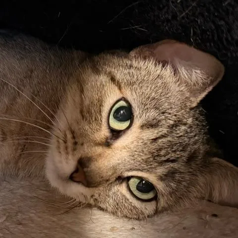 Lizzy thumbnail 3