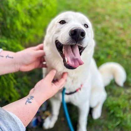 An adult medium-sized female White / Cream Husky dog named Della for adoption in Baltimore, MD