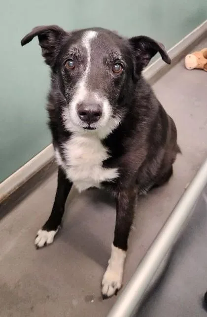 An adult large-sized male Black Border Collie dog named Toby for adoption in Butte, MT