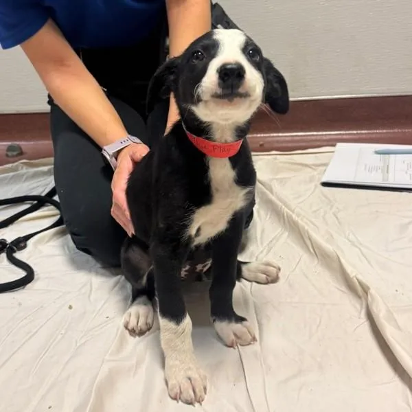 A baby medium-sized male Border Collie dog named Horse Play for adoption in Oakland, CA