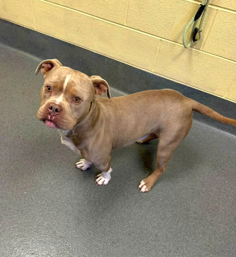 An adult medium-sized male Pit Bull Terrier dog named Blu for adoption in Amherst, VA