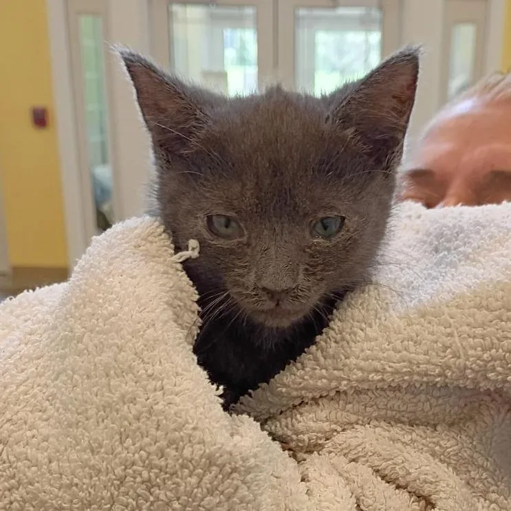 A baby small-sized female Gray / Blue / Silver Domestic Short Hair cat named Kolby for adoption in Lynchburg, VA