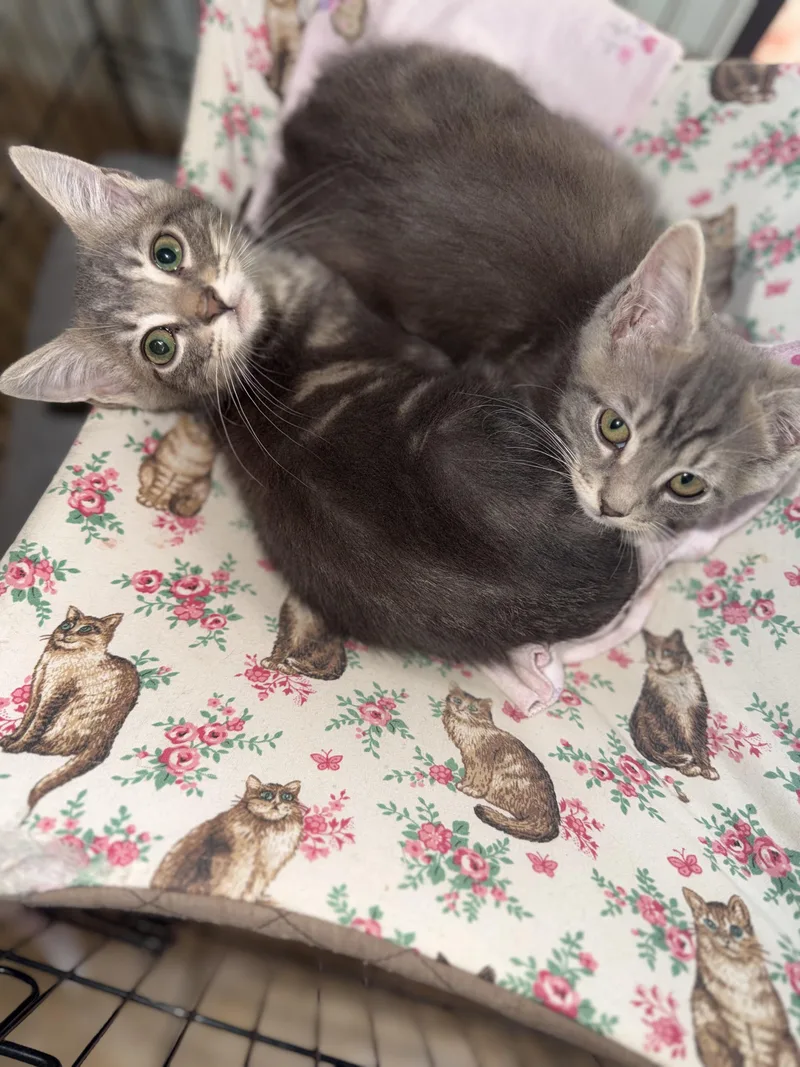 A baby medium-sized male Tabby (Gray / Blue / Silver) Tabby cat named Pickles for adoption in Gainesville, FL