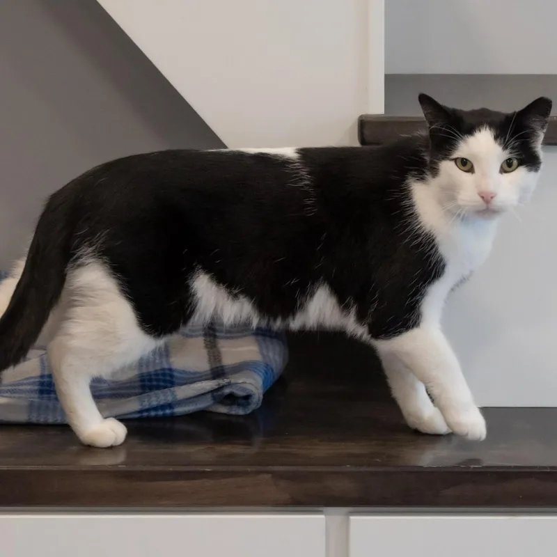 An adult medium-sized male Black & White / Tuxedo Domestic Short Hair cat named Fonzie for adoption in Victor, NY