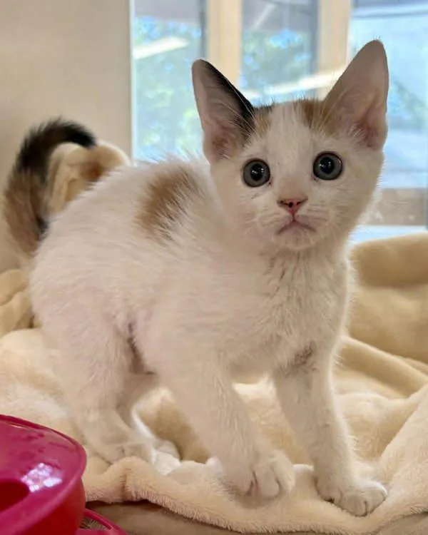 A baby small-sized female Domestic Short Hair cat named Priscilla for adoption in Novato, CA