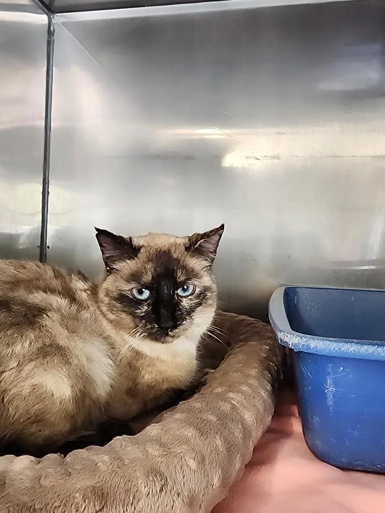 An adult medium-sized female Siamese cat named Birch for adoption in Virginia, MN