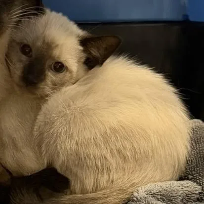 A baby small-sized male White Siamese cat named Duke for adoption in Lake Jackson, TX
