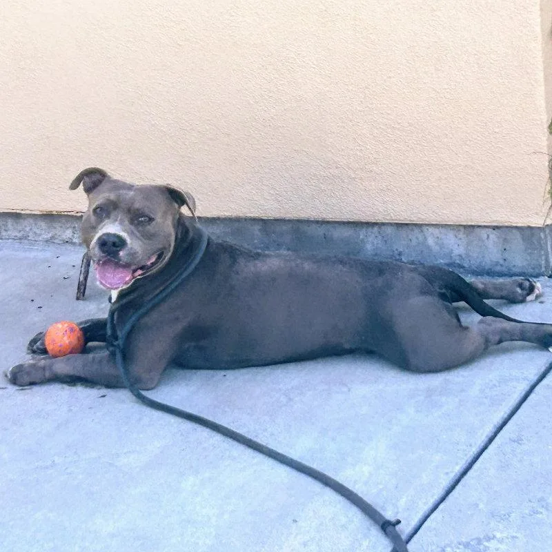 A young large-sized male Pit Bull Terrier dog named Bartlet for adoption in Oakland, CA