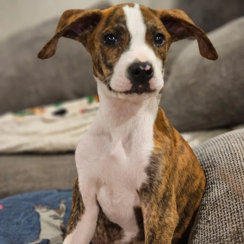 A baby small-sized male Labrador Retriever dog named Walnut for adoption in Newfoundland, NJ