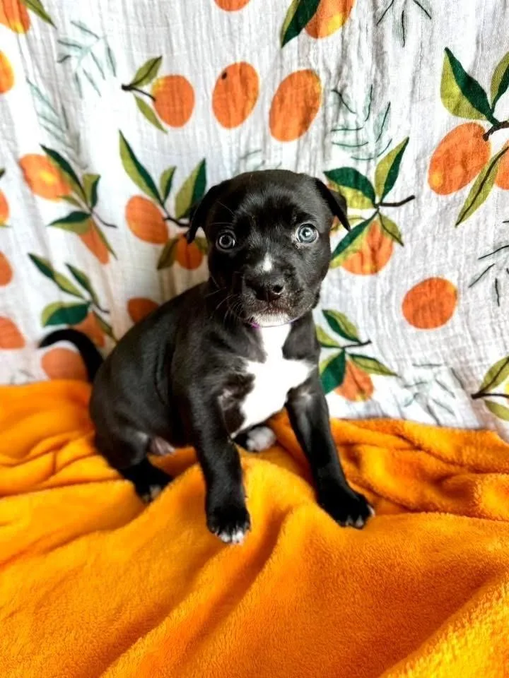 A baby medium-sized female Tricolor (Brown, Black, & White) Pit Bull Terrier dog named Poppy for adoption in Warr Acres, OK