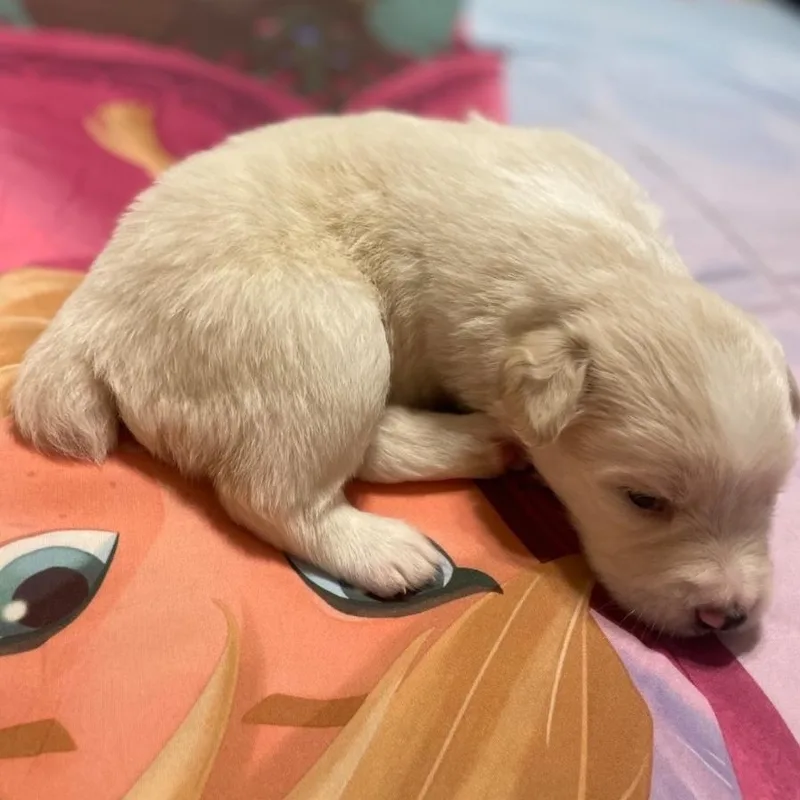 A baby medium-sized female White / Cream Australian Kelpie dog named Robin for adoption in Brentwood, CA