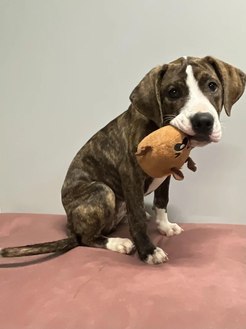 A baby medium-sized female Brindle Boxer dog named Ethel for adoption in Farmington, MO