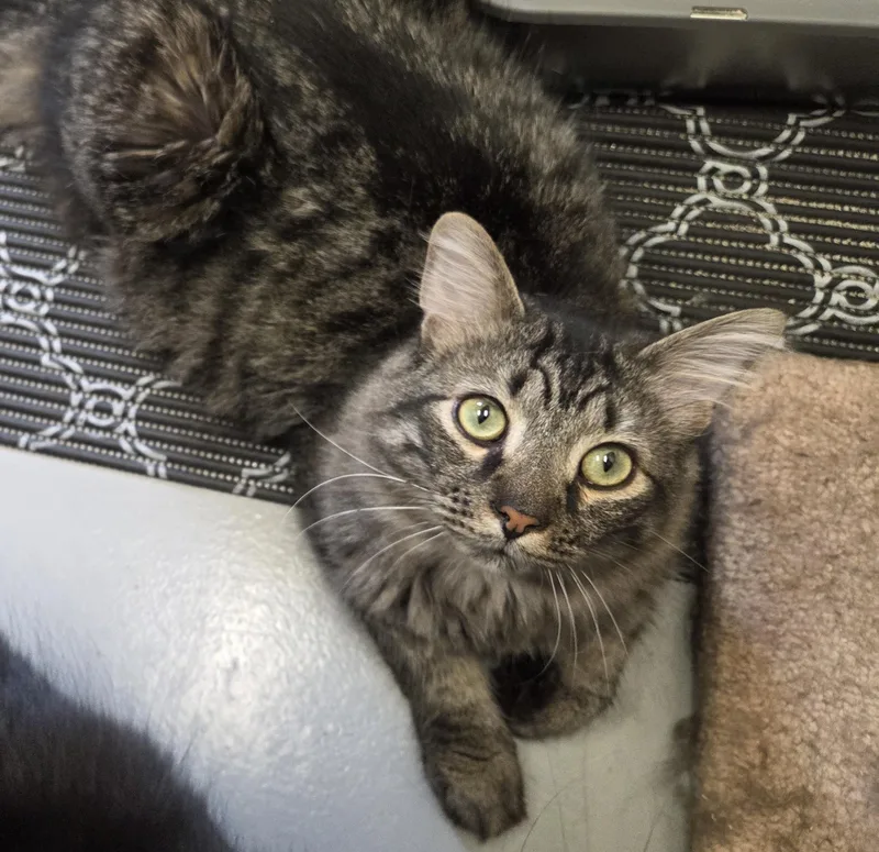 A young large-sized female Tabby (Brown / Chocolate) Tabby cat named Winston for adoption in Butler, PA
