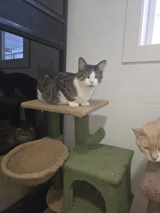 Malachite thumbnail 3