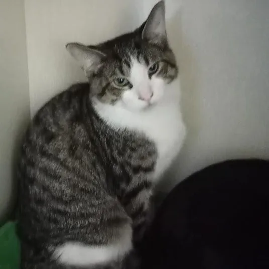 Malachite thumbnail 4