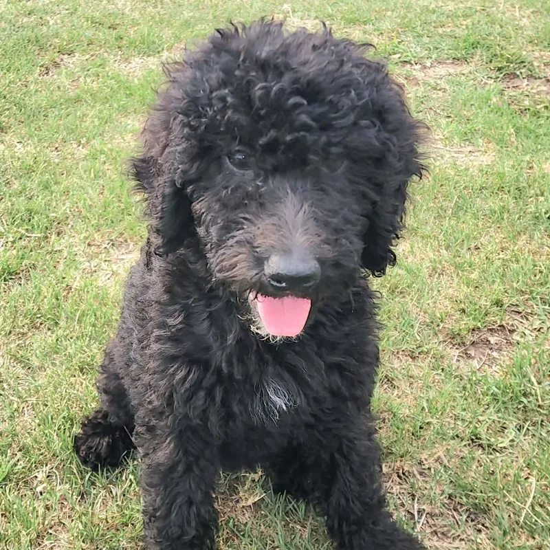 A baby medium-sized female White / Cream Labradoodle dog named Delta for adoption in Austin, TX