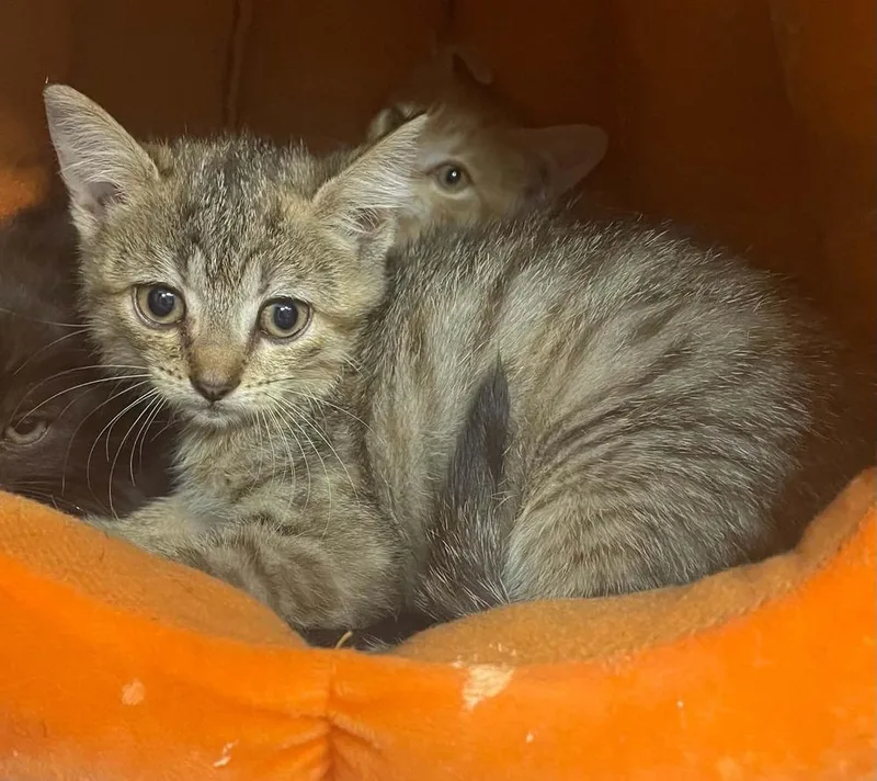 A baby medium-sized female Domestic Short Hair cat named Bright Heart Raccoon for adoption in Evansville, IN