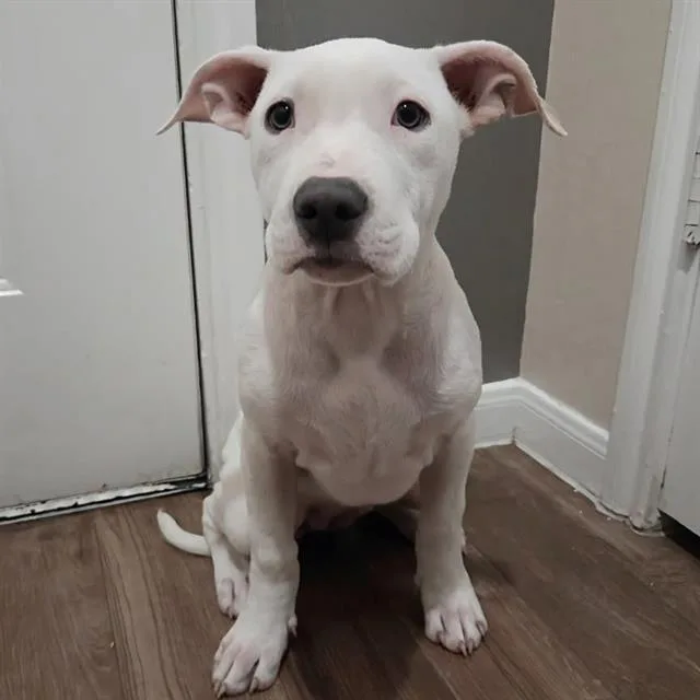 A baby small-sized female American Staffordshire Terrier dog named Winky for adoption in San Antonio, TX