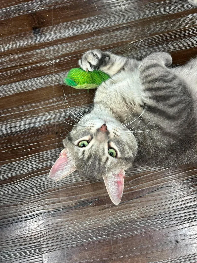 An adult large-sized male American Shorthair cat named Bruce for adoption in St. George, UT