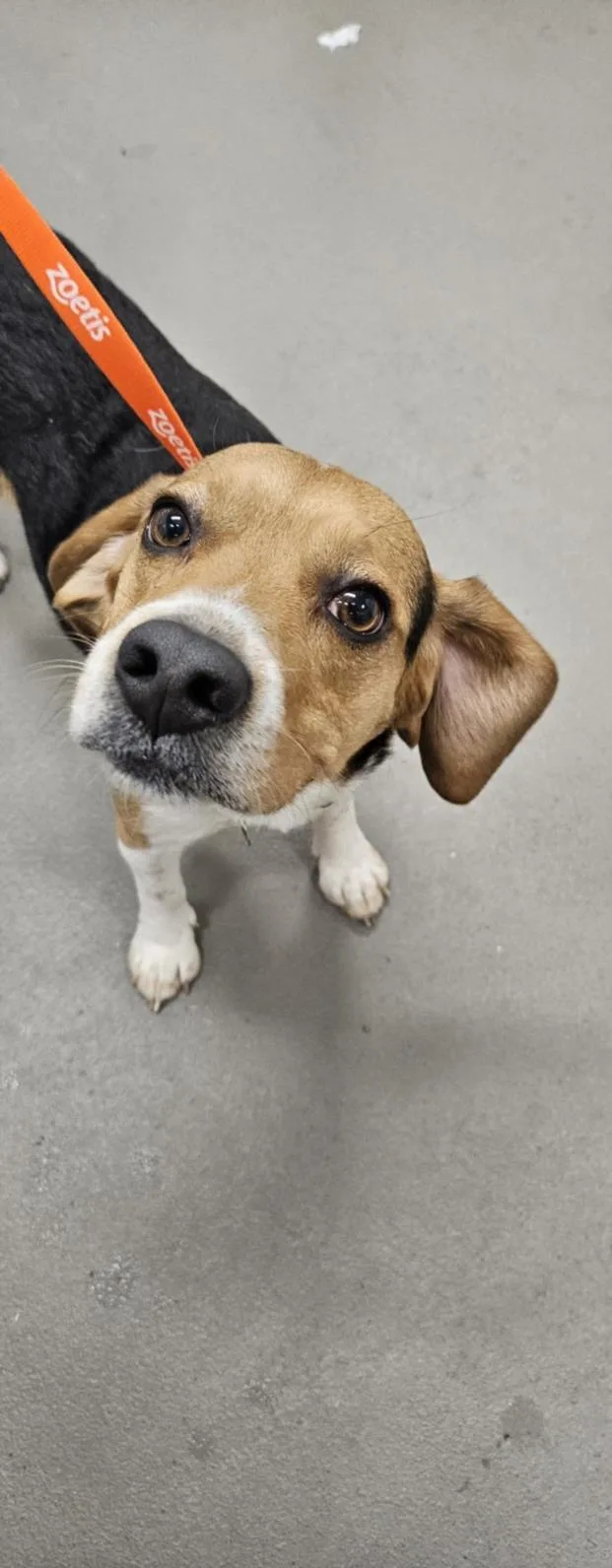 An adult medium-sized male Beagle dog named Mylo for adoption in Hagerstown, MD