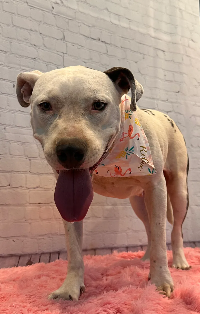 An adult large-sized female Pit Bull Terrier dog named Freyja for adoption in Snyder, TX