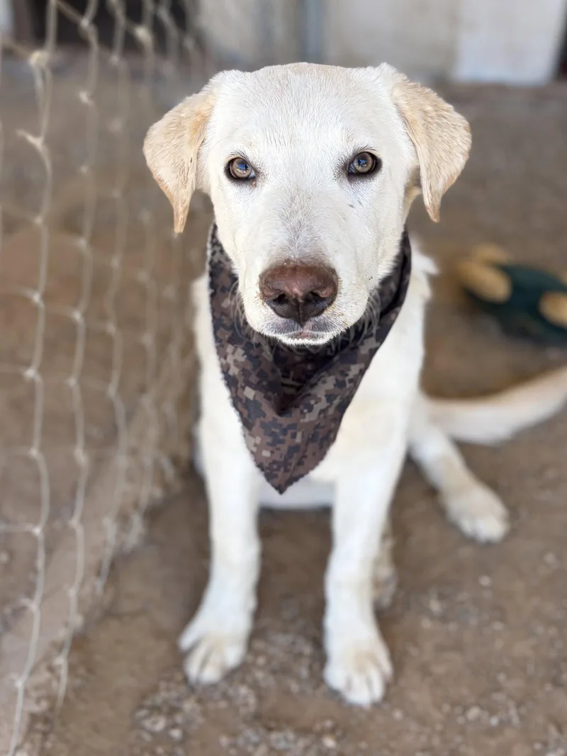 A young large-sized male Labrador Retriever dog named LAC  Harrison for adoption in San Diego, CA
